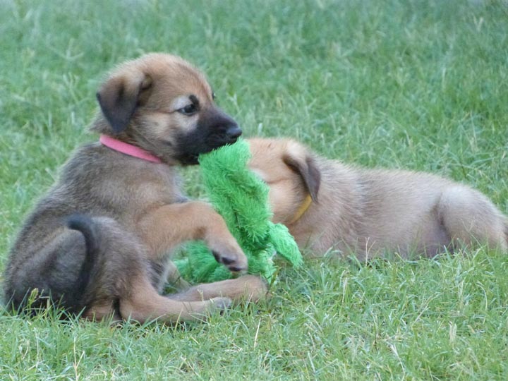 chinook dog